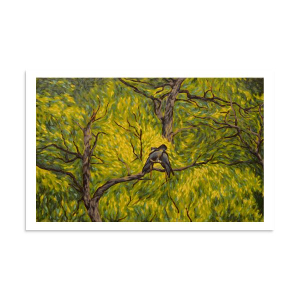 Canopy Cockatoos - Image 5