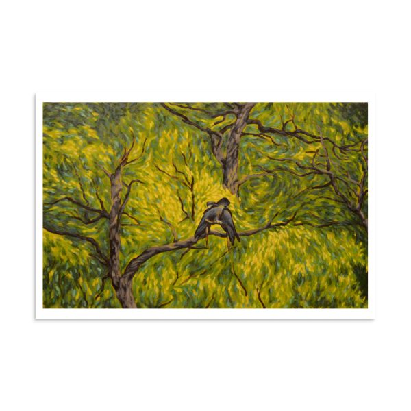 Canopy Cockatoos - Image 8