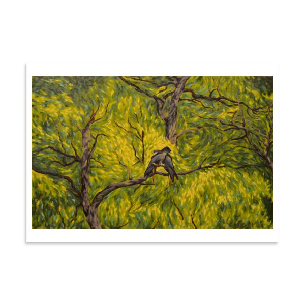 Canopy Cockatoos - Image 9