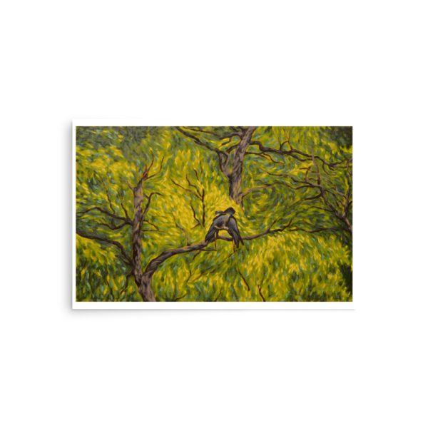 Canopy Cockatoos - Image 10