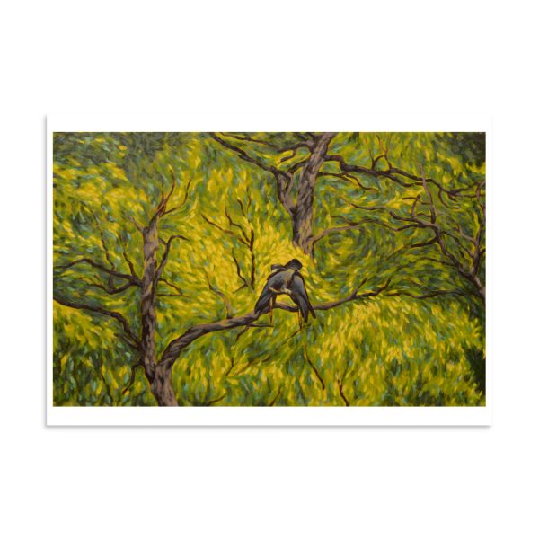 Canopy Cockatoos - Image 12