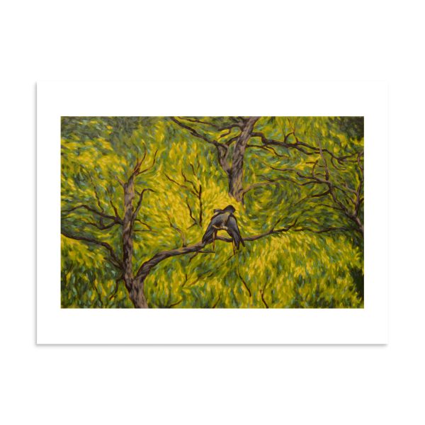 Canopy Cockatoos - Image 14