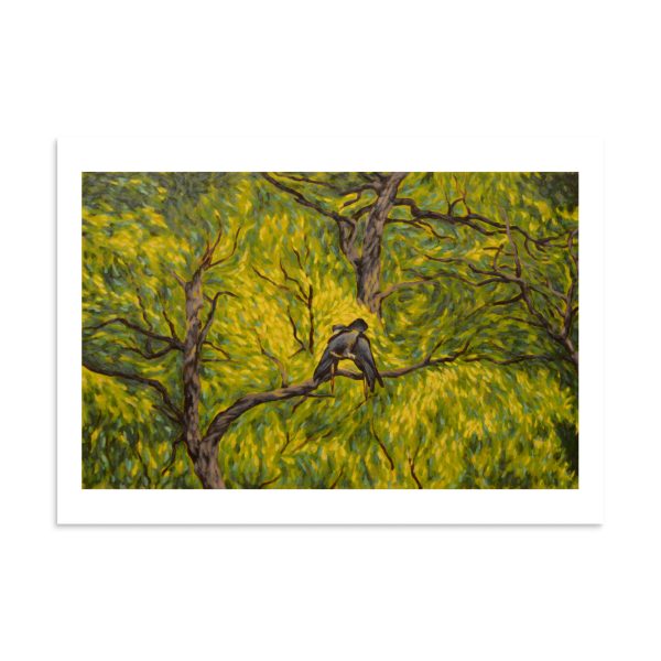 Canopy Cockatoos - Image 2