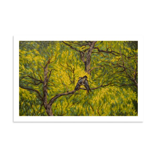 Canopy Cockatoos - Image 15