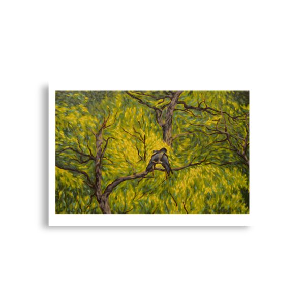 Canopy Cockatoos - Image 3