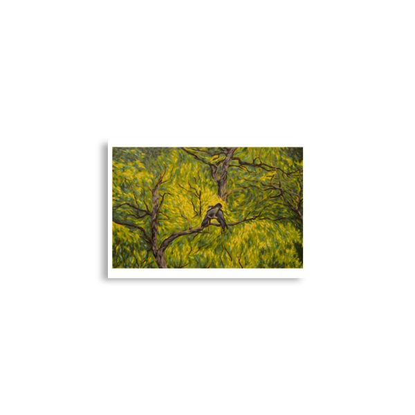 Canopy Cockatoos - Image 4